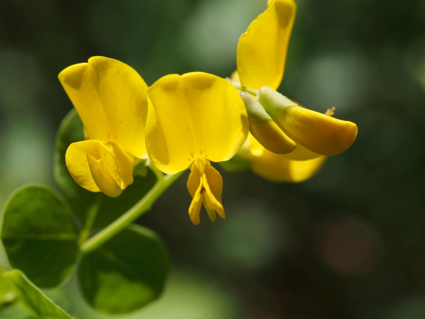 Broom, Sessile flower